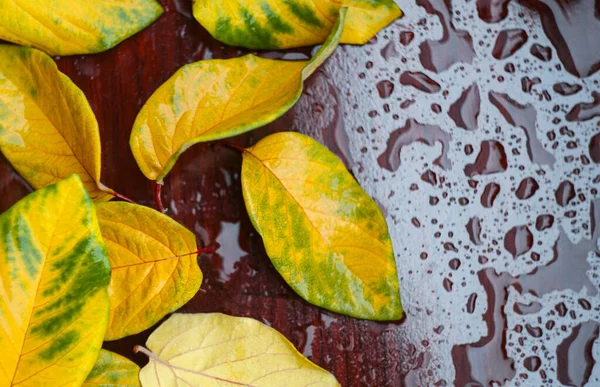 Water Drops Yellow Leaf Laminate Wet — Stock Photo, Image