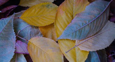                               Sarı yapraklar sonbaharda yere saçılmıştır. 