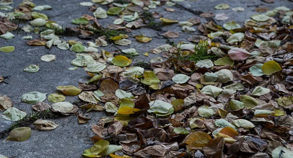 Yellow Leaves Scattered Ground Autumn — Stock Photo, Image