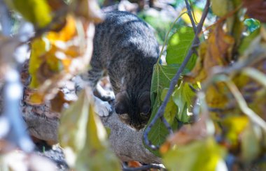                                Büyük gri bir kedi ağaçta yürüyor.
