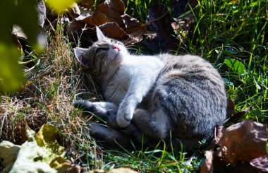                                Gri bir kedi çimlerin üzerinde uyuyor.