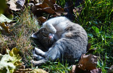                         Gri bir kedi çimlerin üzerinde uyuyor.       