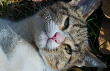                                Gri bir kedi çimlerin üzerinde uyuyor.