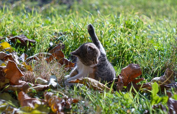 Сірий Кіт Лиже Лапи Траві — стокове фото