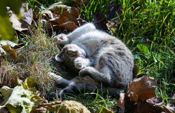 Gato Cinzento Está Dormindo Grama — Fotografia de Stock
