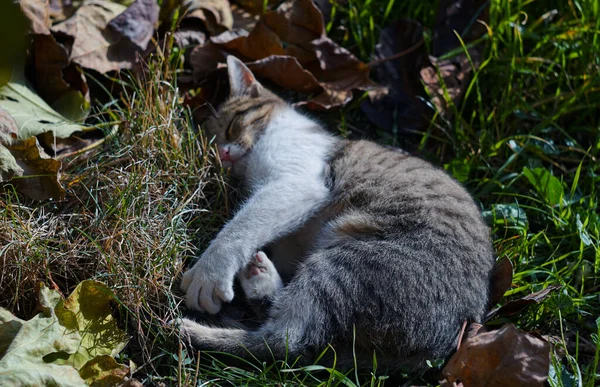 Gato Cinzento Está Dormindo Grama — Fotografia de Stock