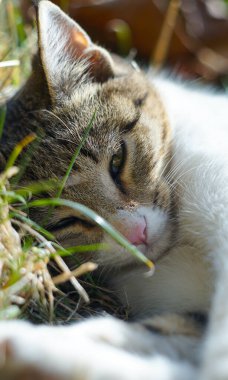                                Gri bir kedi çimlerin üzerinde uyuyor.