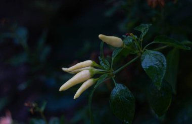                                Yerde küçük yeşil bir biber yetişiyor.