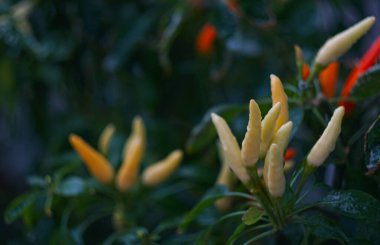                                Yerde küçük yeşil bir biber yetişiyor.