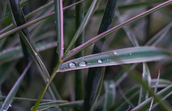Krople Wody Liście Trawy Deszczu — Zdjęcie stockowe