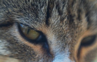                                Kahverengi kedinin gözleri sonuna kadar açık