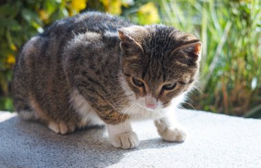                                Bahçede gri bir kedi bizi izliyor.