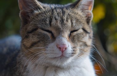                           Gri bir kedi çimlerin üzerinde uyuyor.        