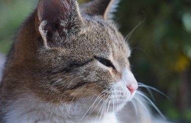                                Gri bir kedi çimlerin üzerinde uyuyor.