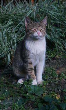                                    Gri bir kedi çimlerin üzerinde uyuyor.