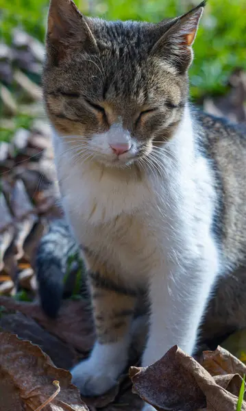                               Gri bir kedi çimlerin üzerinde uyuyor.            