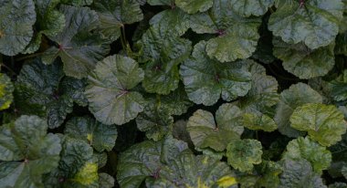                                Bitkinin yaprakları geniş ve yuvarlaktır ve dallar zemini kaplar.