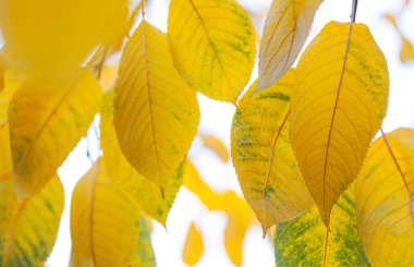                                   Sonbaharda ağacın dallarındaki yapraklar sararır.