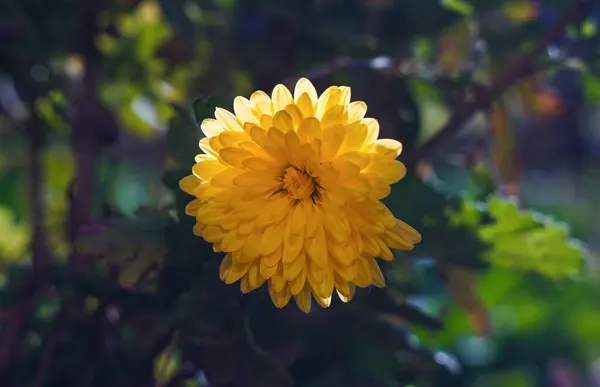 Une Fleur Jaune Milieu Herbe — Photo