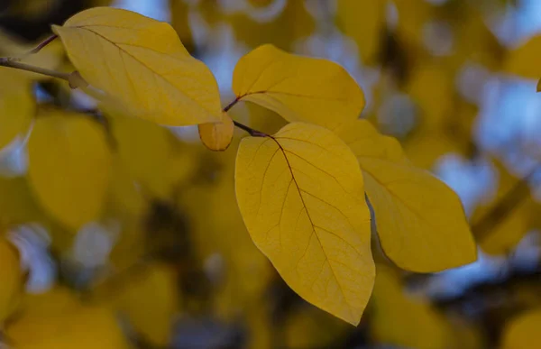 树枝上的叶子变成了黄色 — 图库照片