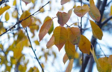                                Sonbaharda ağacın dallarındaki yapraklar sararır.