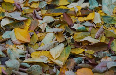                             Sarı yapraklar sonbaharda yere yayılır.   