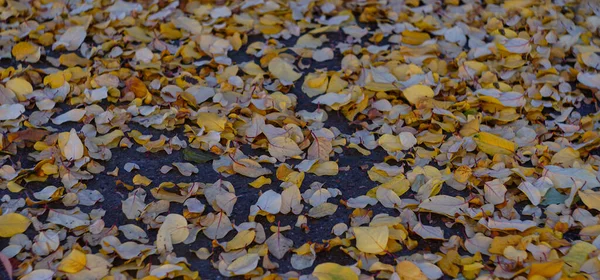 Folhas Amarelas Espalhadas Chão Outono — Fotografia de Stock
