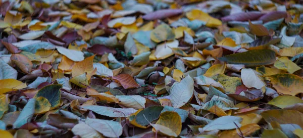 Gelbe Blätter Breiten Sich Herbst Auf Dem Boden Aus — Stockfoto