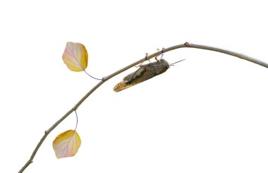     Yaprağın üzerindeki çekirge kırmızı kağıda baktı.