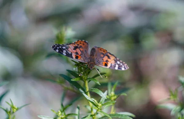 Una Gran Mariposa Roja Está Una Hoja Hierba —  Fotos de Stock
