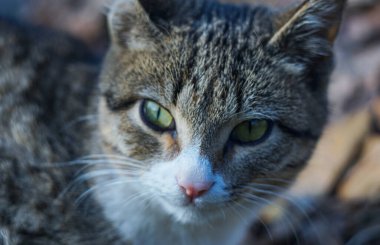                                Büyük gri bir kedi bakıyor