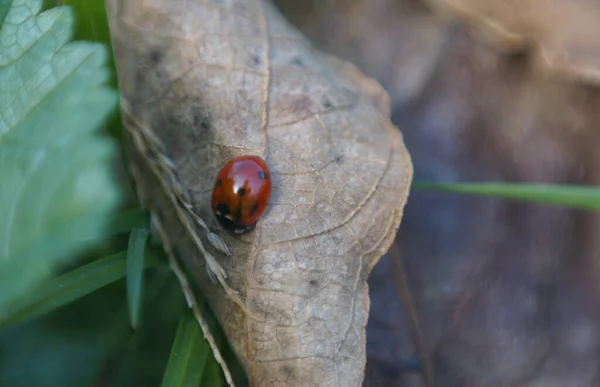 Μικρά Κόκκινα Σκαθάρια Στο Φύλλο — Φωτογραφία Αρχείου