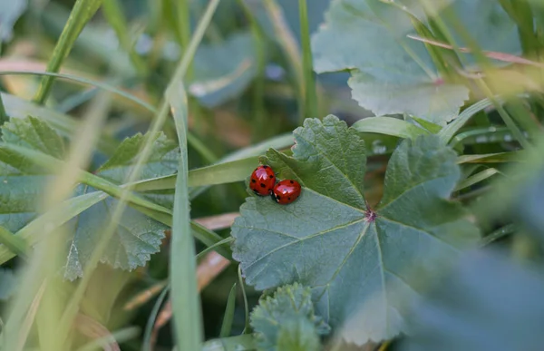 Μικρά Κόκκινα Σκαθάρια Στο Φύλλο — Φωτογραφία Αρχείου