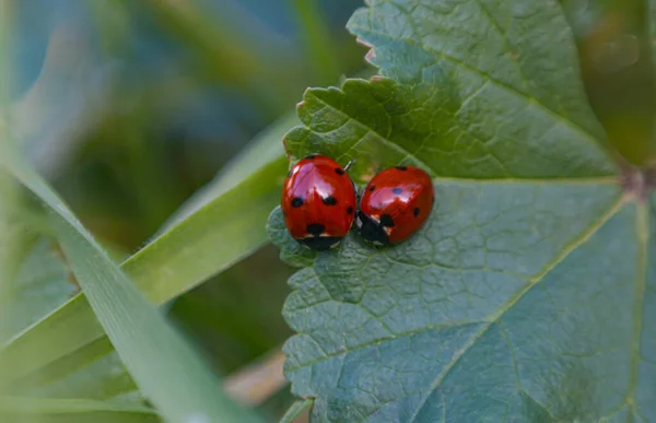 Yaprağın Üzerinde Küçük Kırmızı Böcekler — Stok fotoğraf
