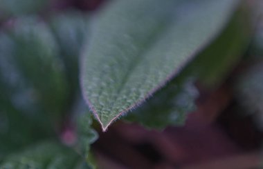                                Odakta büyük bir yaprak ucu görünür