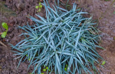                        Yerde bir demet küçük yapraklı çiçek yetişiyor.