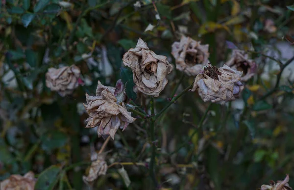 Withered rose flowers, Pink roses are fading