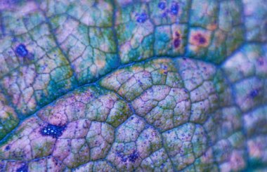                                Hastalıklı büyük bir yaprağın yapısı