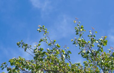                                Erik dalında olgunlaşmamış yeşil kayısılar var.