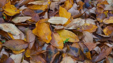                                Düşen sarı yapraklar zemini kapladı.