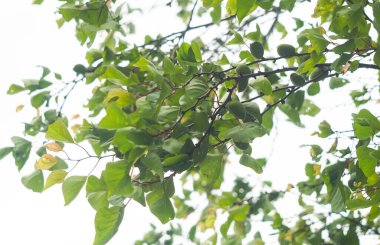                                Ağacın dalında olgunlaşmamış yeşil bir kayısı meyvesi var.