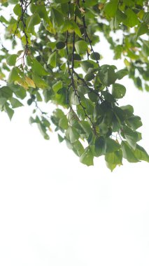                            Ağacın dalında olgunlaşmamış yeşil bir kayısı meyvesi var.