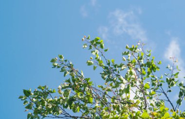                                 Ağacın dalında olgunlaşmamış yeşil bir kayısı meyvesi var.