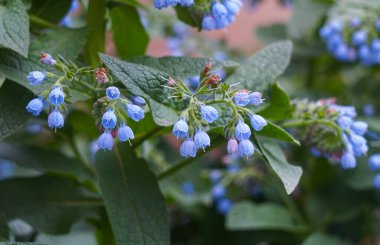                                Bahçede küçük mavi çiçekler açtı.