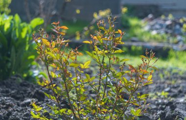                                Henüz açılmamış çiçek tomurcukları