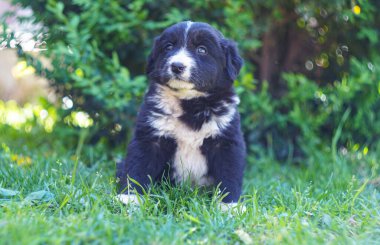                                Mysada 'da başıboş siyah bir köpek yavrusu