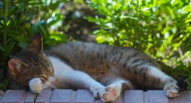                                Gri bir kedi çimlerin üzerinde uyuyor.