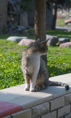 Kedi bir şeye bakar, oturur.