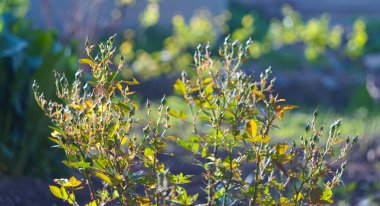                              Bitki yaprakları her yerde.  