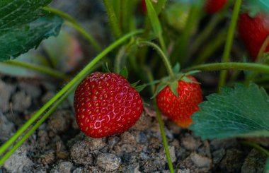                                  Çilek yaprağının altında olgun bir çilek var.